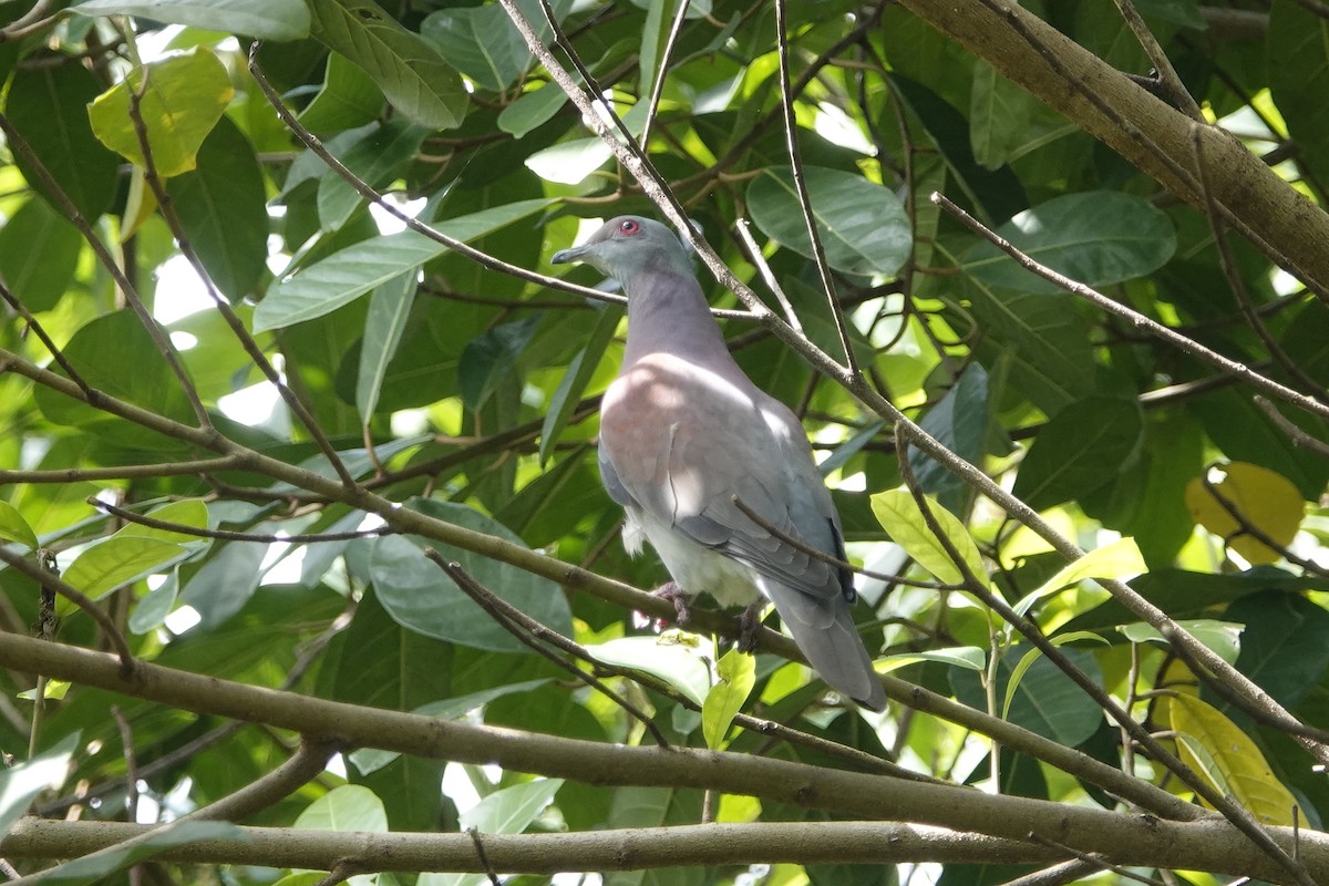 Pale-vented Pigeon - Lindsey Schromen-Wawrin