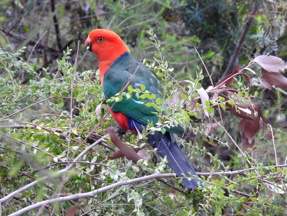 Australian King-Parrot - ML190545381