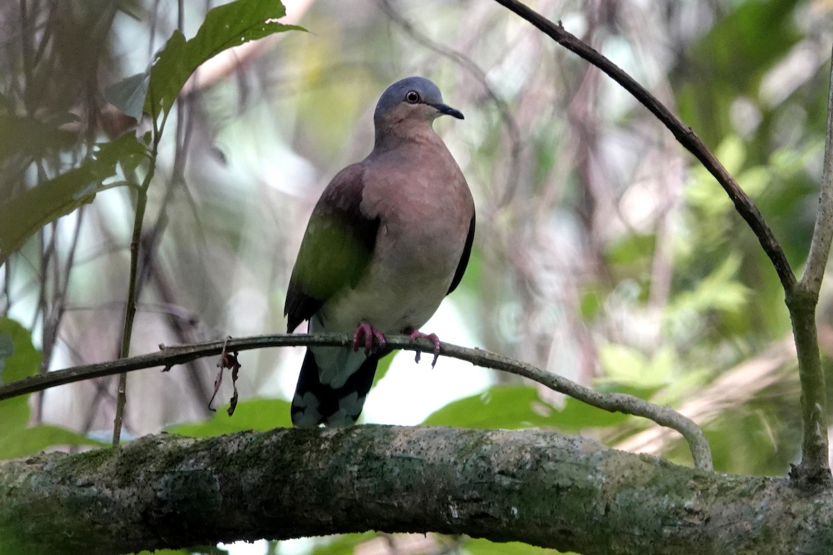 Colombe à calotte grise (plumbeiceps/notia) - ML190546071