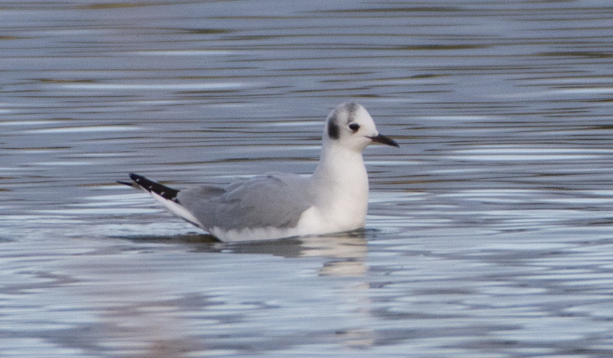 Bonaparte's Gull - ML190547381