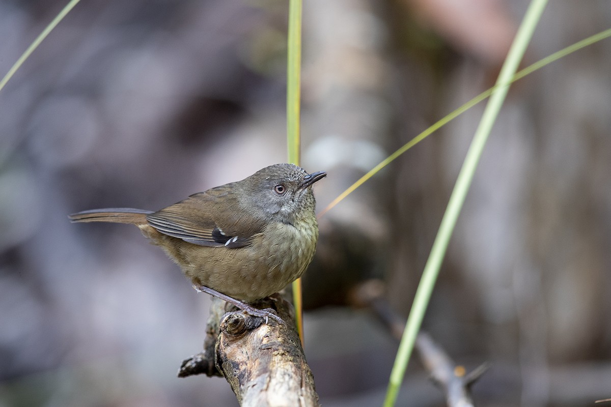 Tasmanian Scrubwren - ML190547811