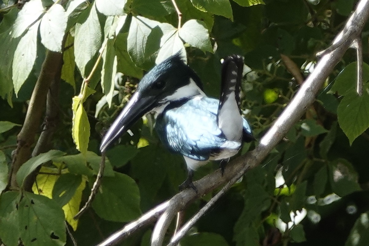 Amazon Kingfisher - ML190547871