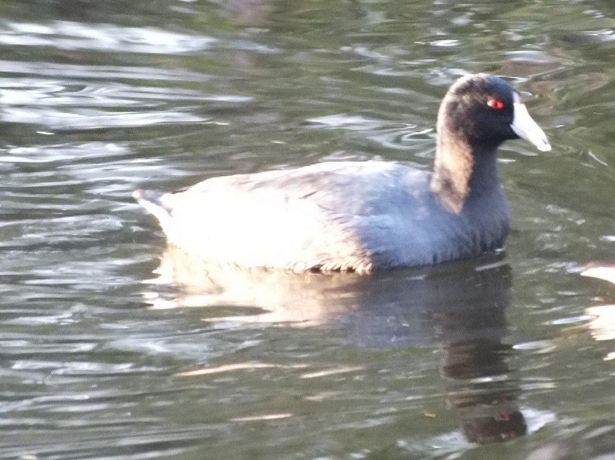 American Coot - ML190549021