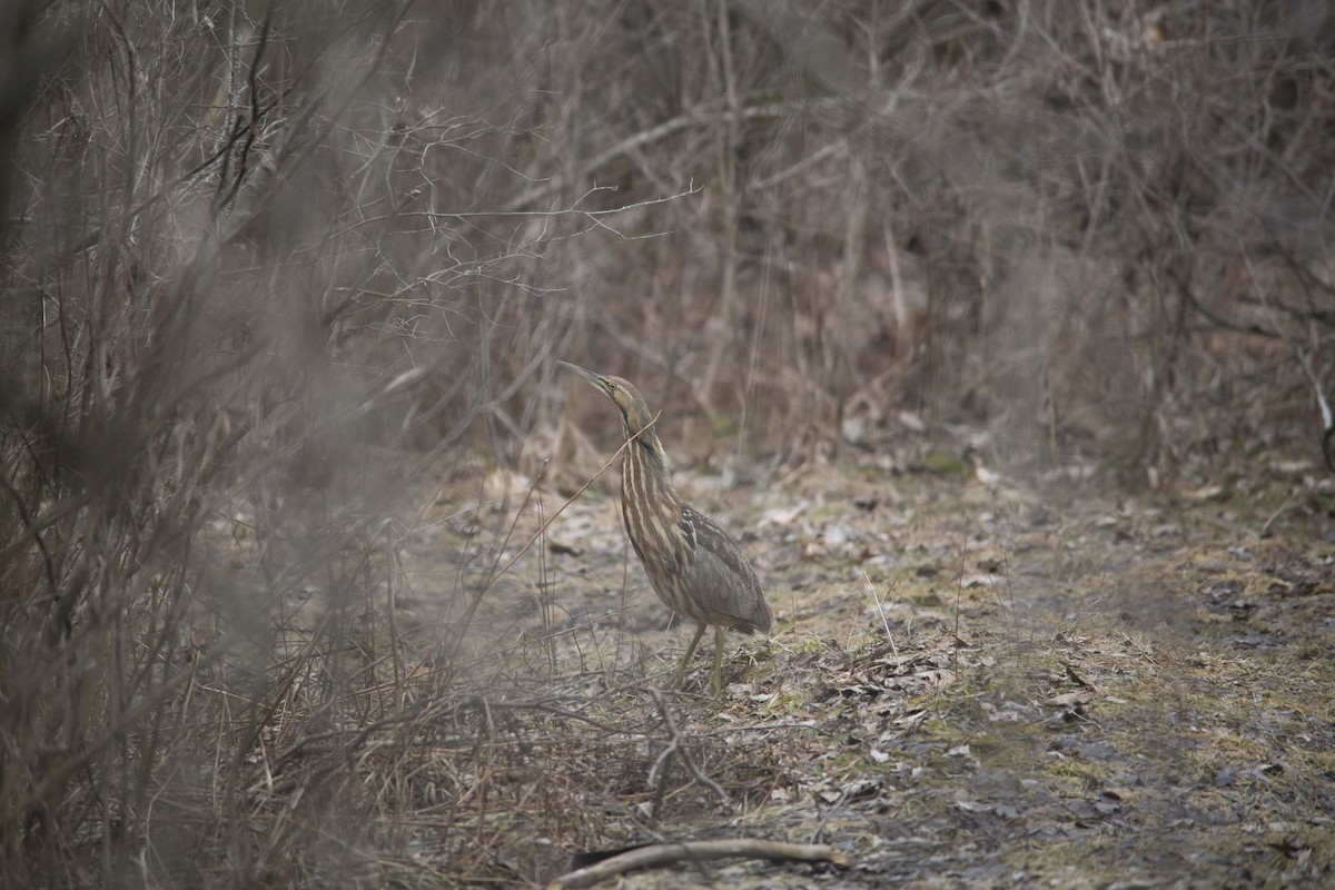 American Bittern - ML190551421