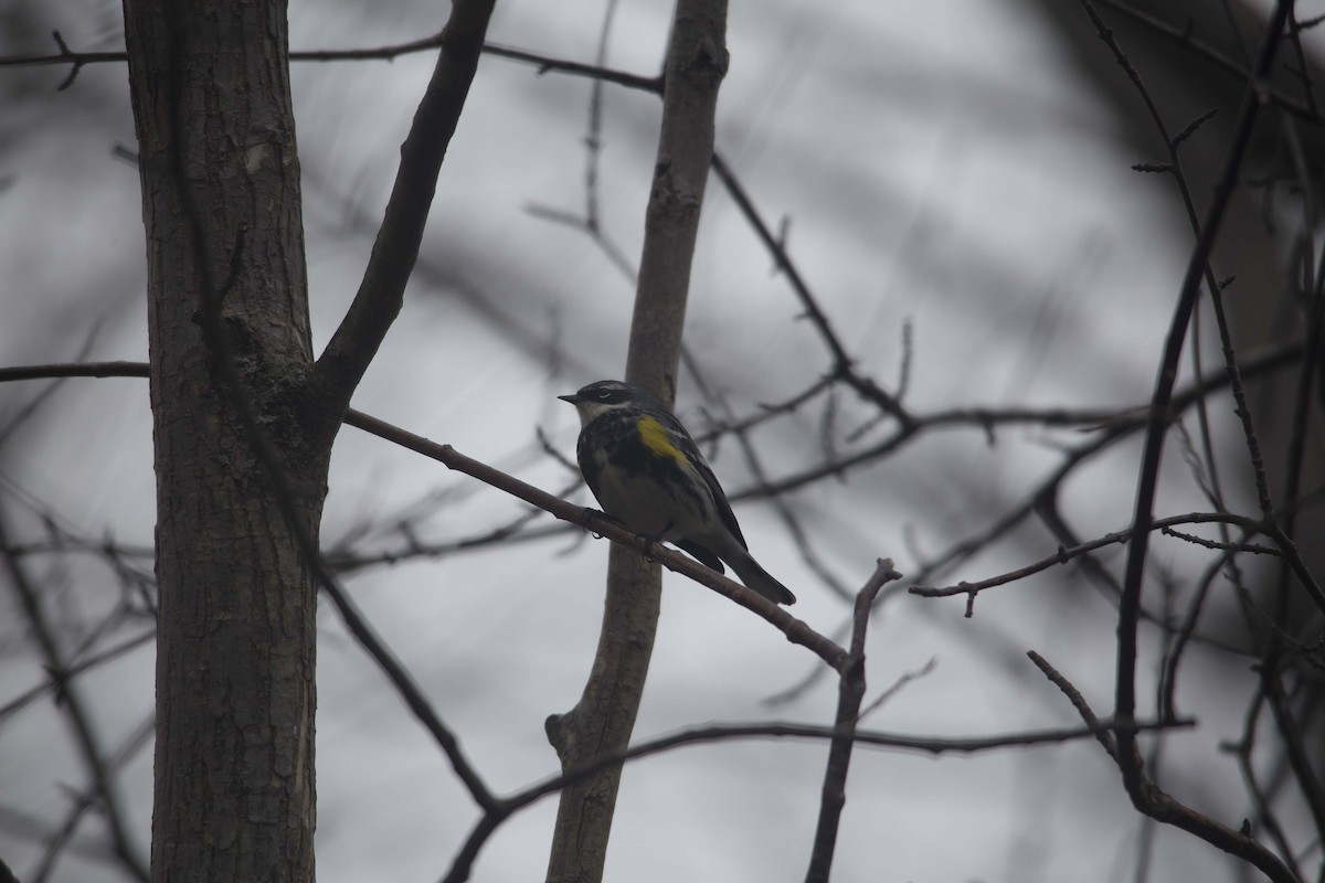 Yellow-rumped Warbler - ML190551451