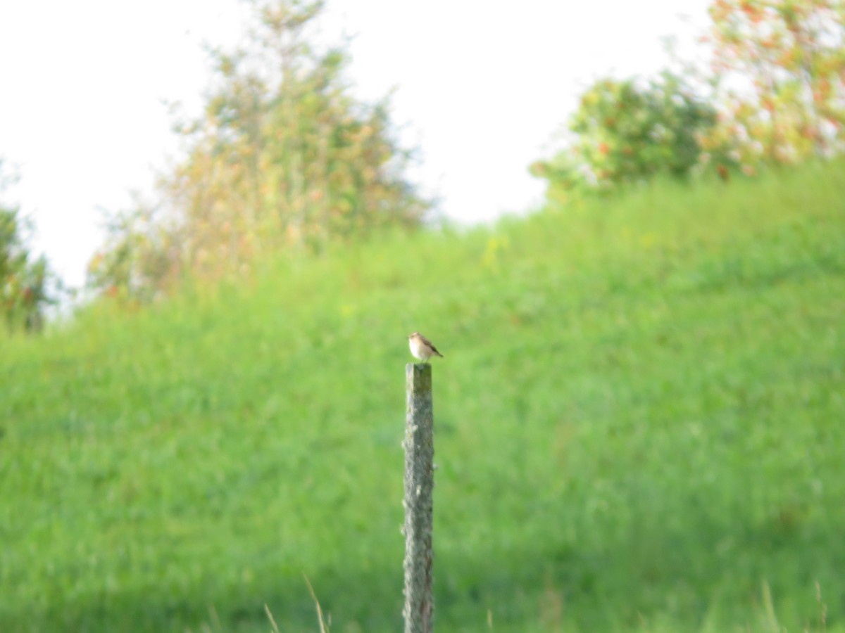 Whinchat - ML190551471