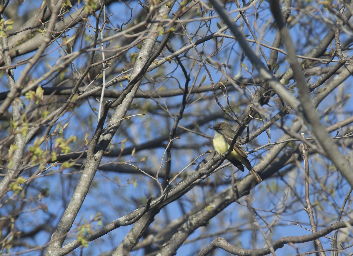 Great Crested Flycatcher - ML190551811