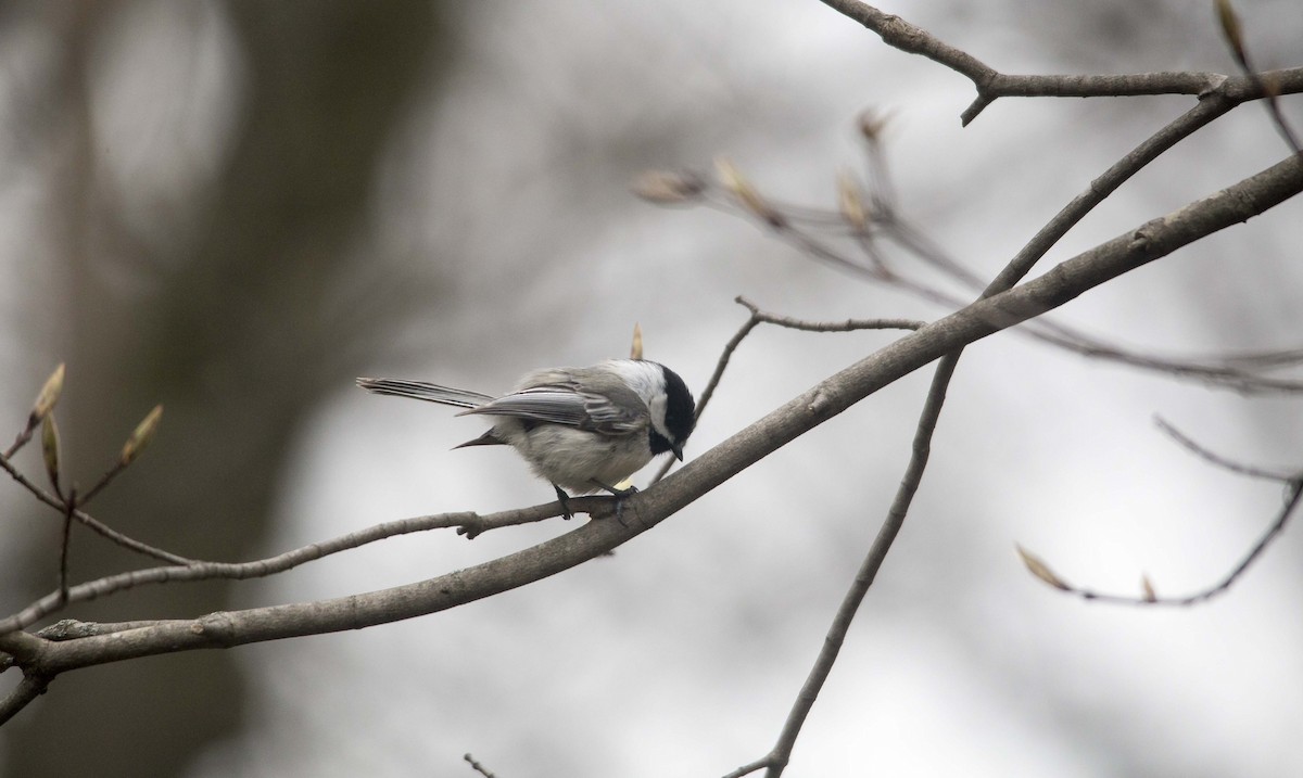 Black-capped Chickadee - ML190551871