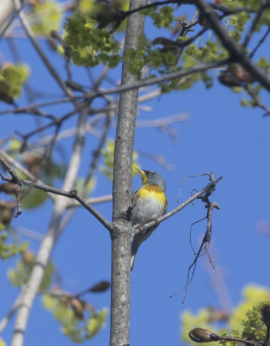 Northern Parula - Ryan Lamoureux