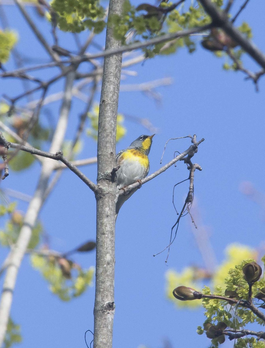 Northern Parula - ML190551931