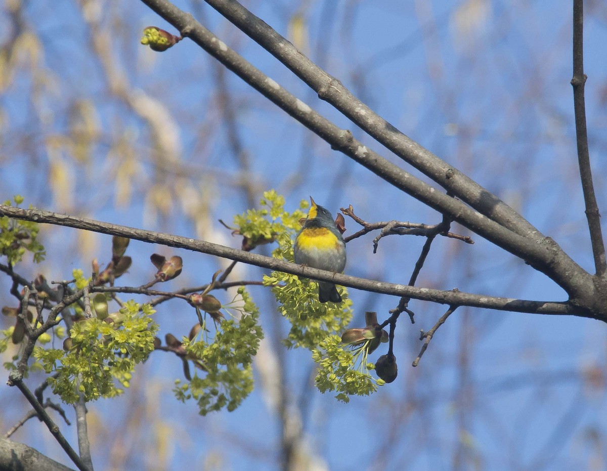 Northern Parula - ML190551951