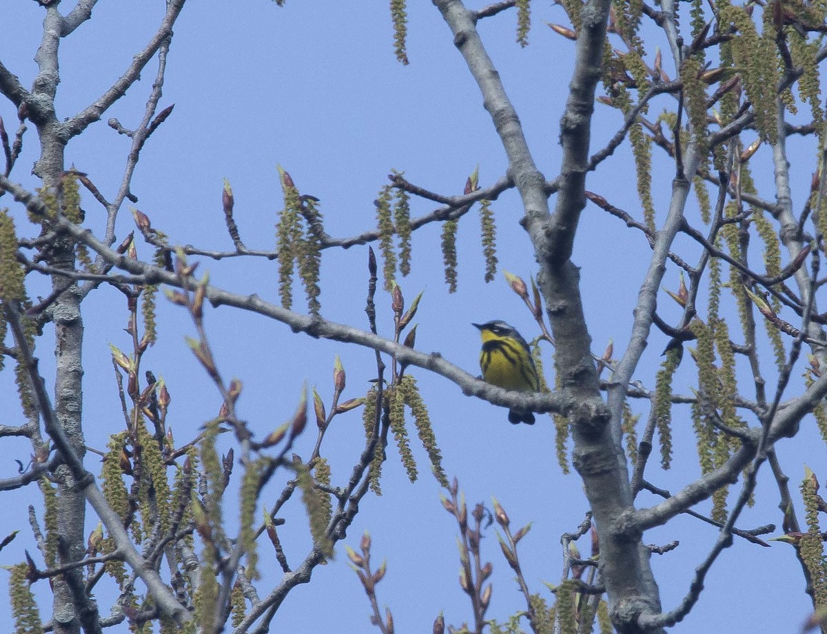 Magnolia Warbler - ML190551961