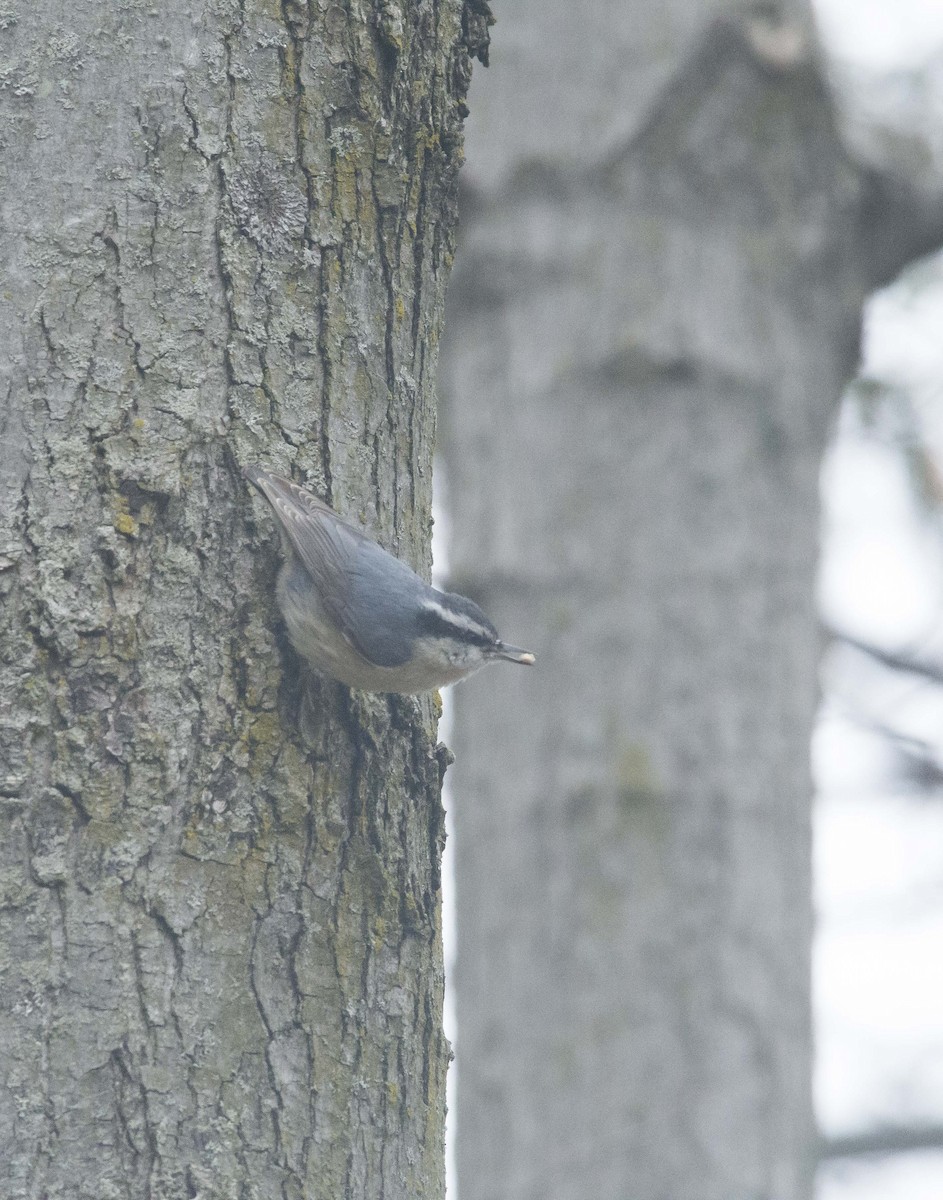 Red-breasted Nuthatch - ML190551981