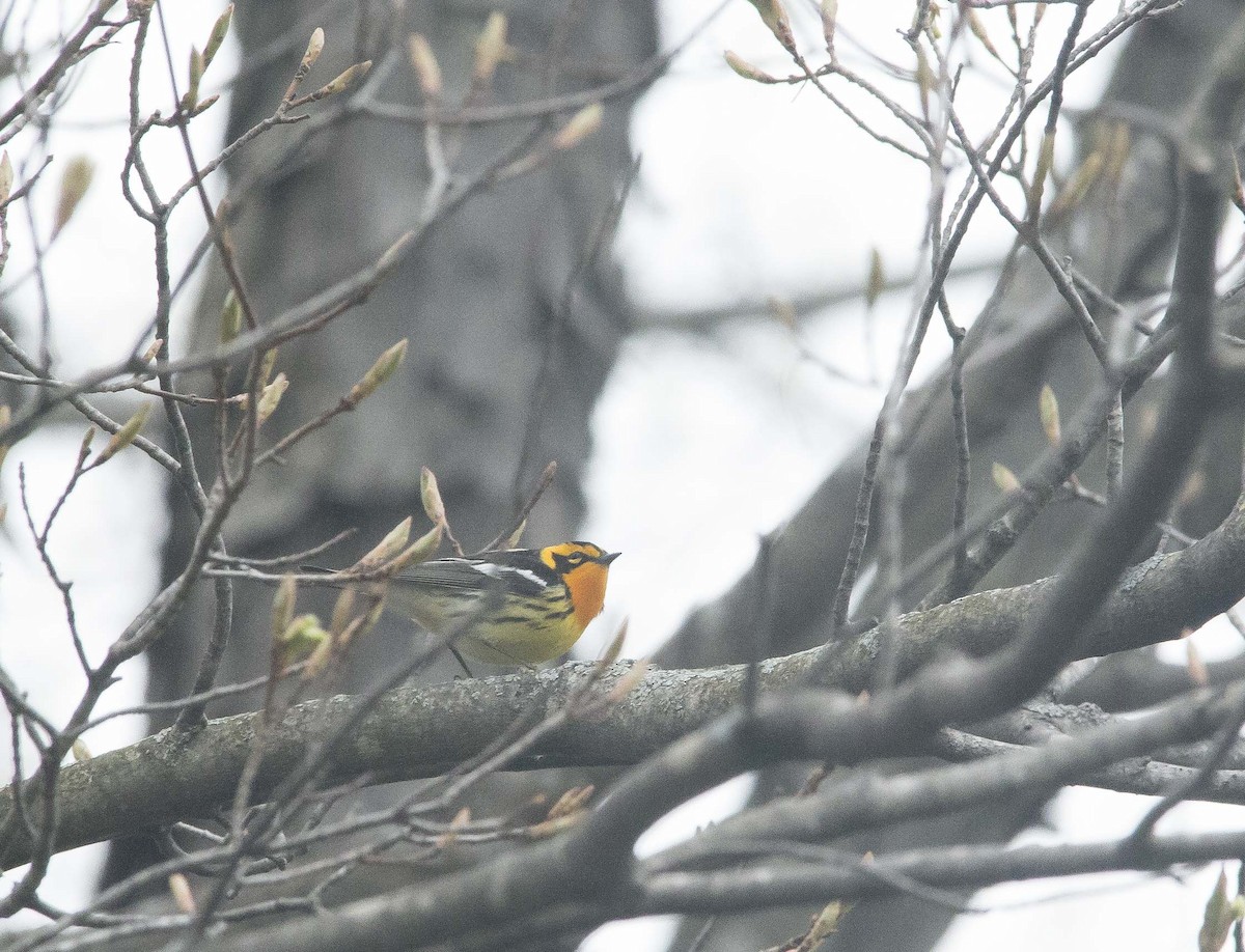 Blackburnian Warbler - ML190552021