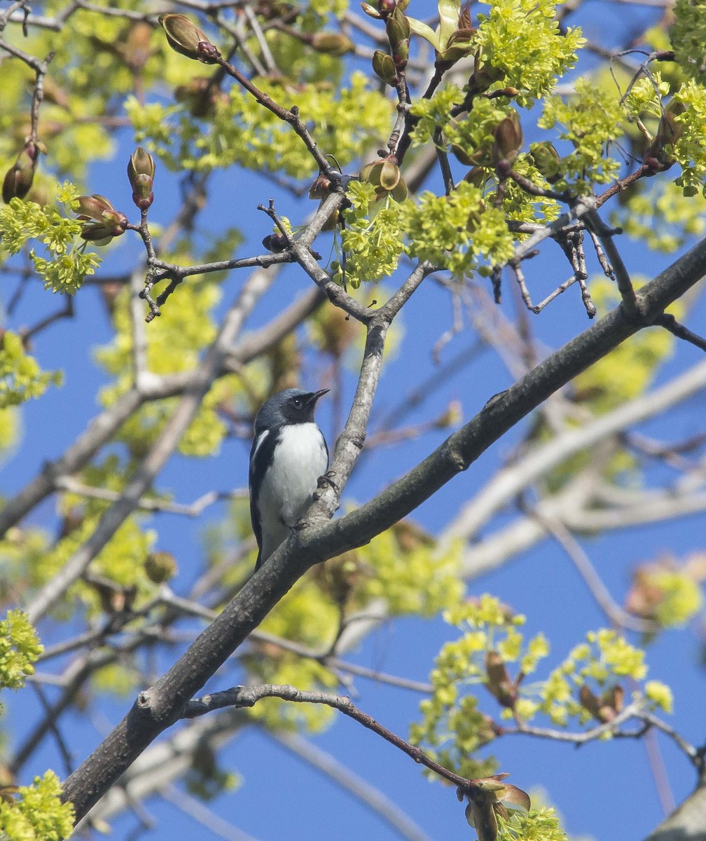 Black-throated Blue Warbler - ML190552061