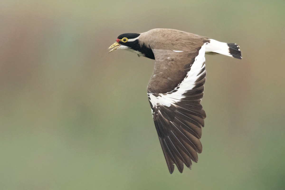 Banded Lapwing - ML190553371