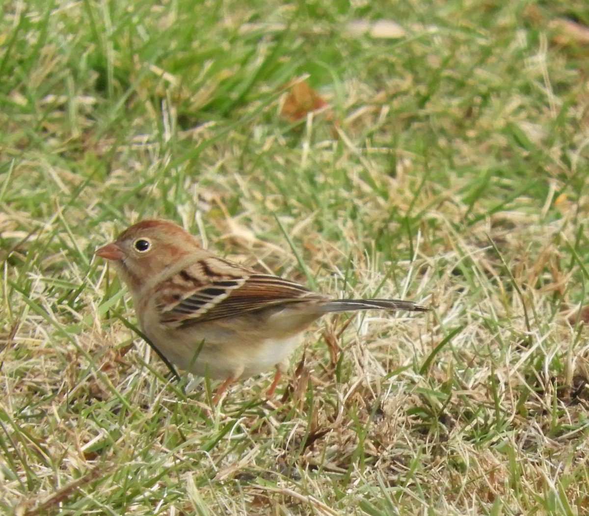 Field Sparrow - Justine Hanson