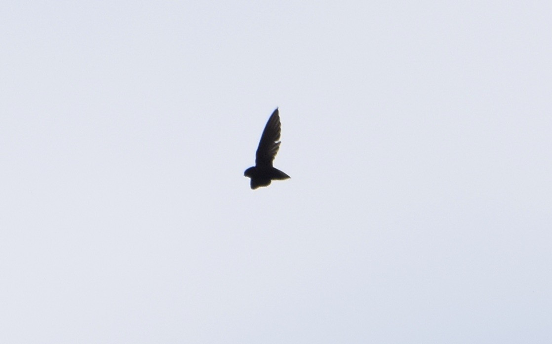 Short-tailed Swift - ML190554301