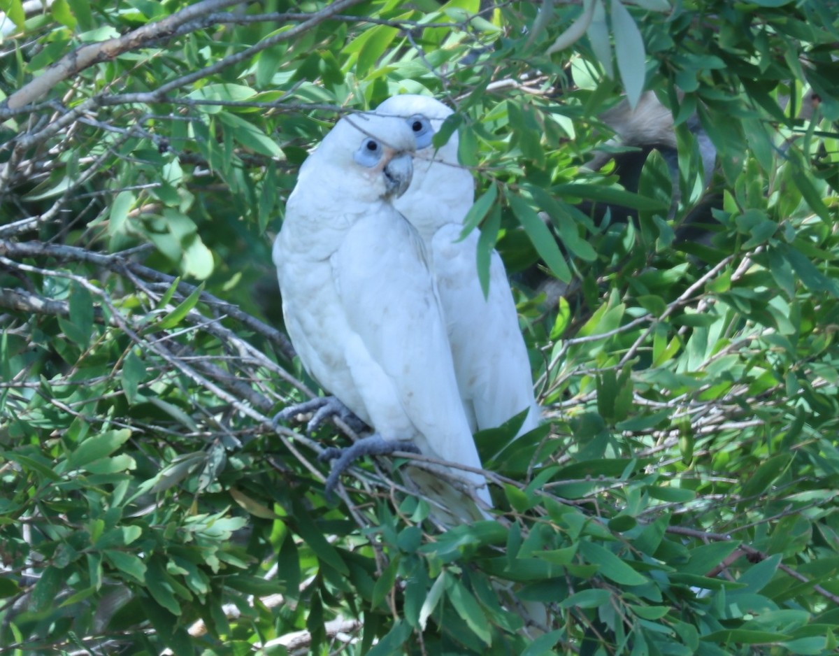 Little Corella - ML190554401