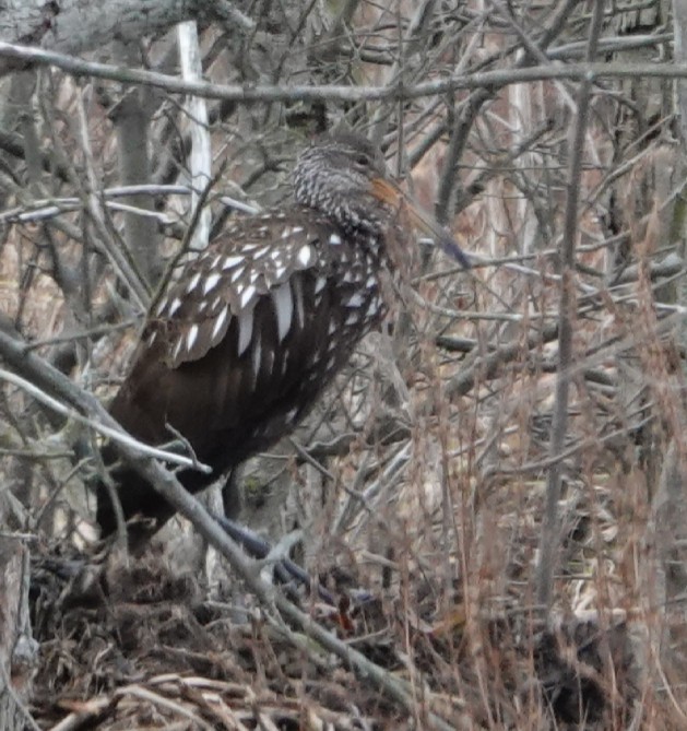 Limpkin - ML190555461