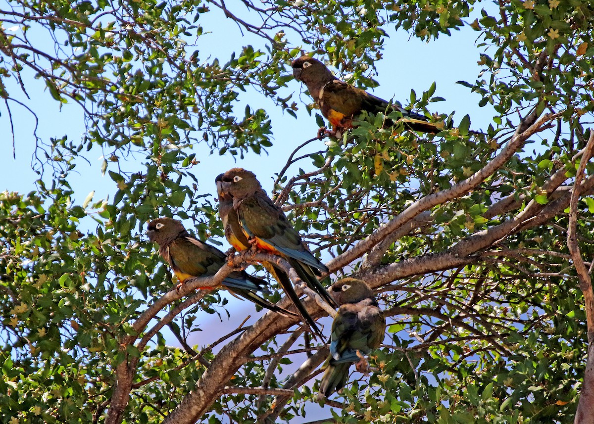 Patagonya Papağanı - ML190556071