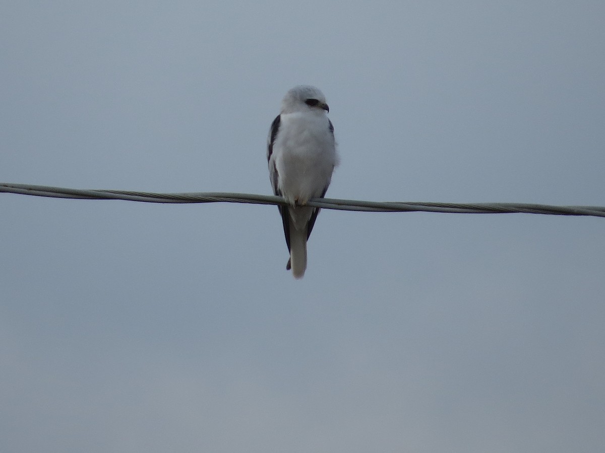 Élanion à queue blanche - ML190557151