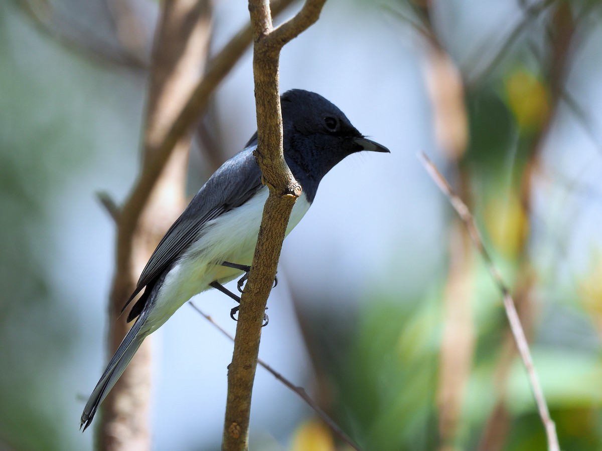 Leaden Flycatcher - ML190559771