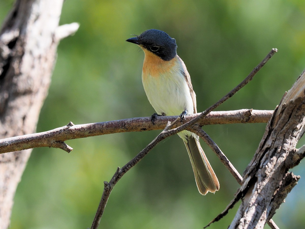 Leaden Flycatcher - ML190559781
