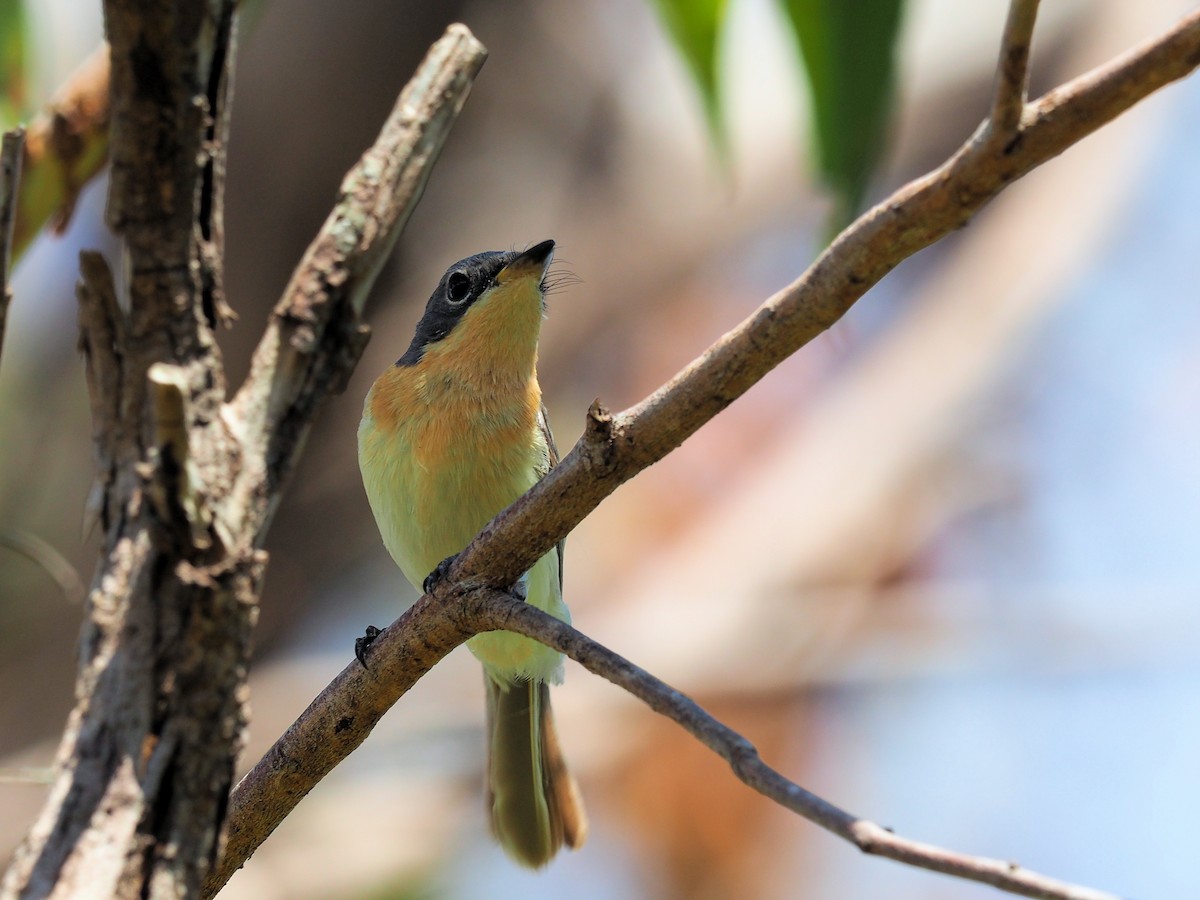 Leaden Flycatcher - ML190559871