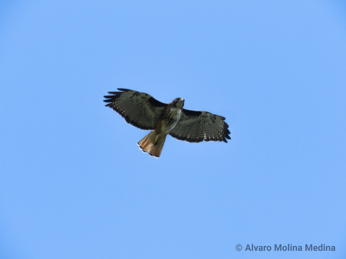 Rufous-tailed Hawk - ML190560591