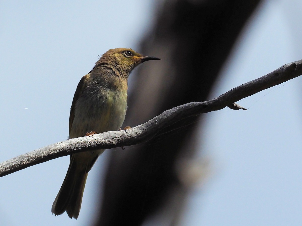 Brown Honeyeater - ML190560611