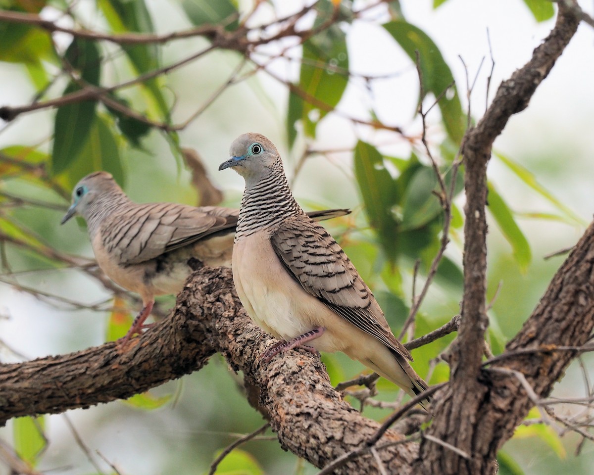 Peaceful Dove - ML190560781