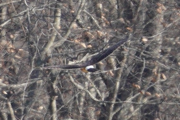 Northern Harrier - ML190560801