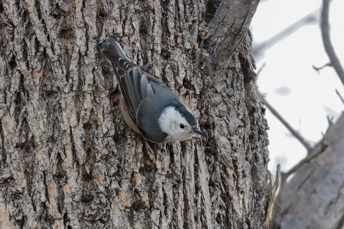 White-breasted Nuthatch (Interior West) - ML190560971
