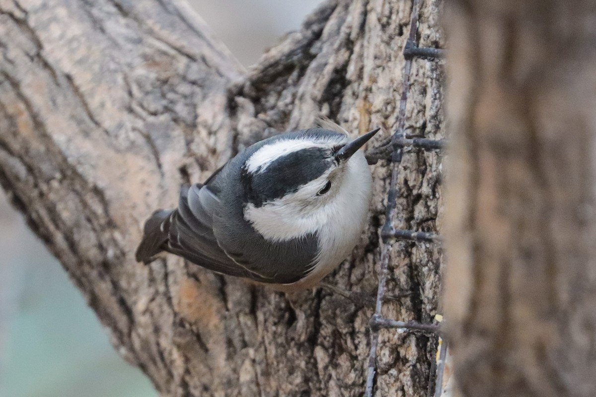 White-breasted Nuthatch (Interior West) - ML190561071