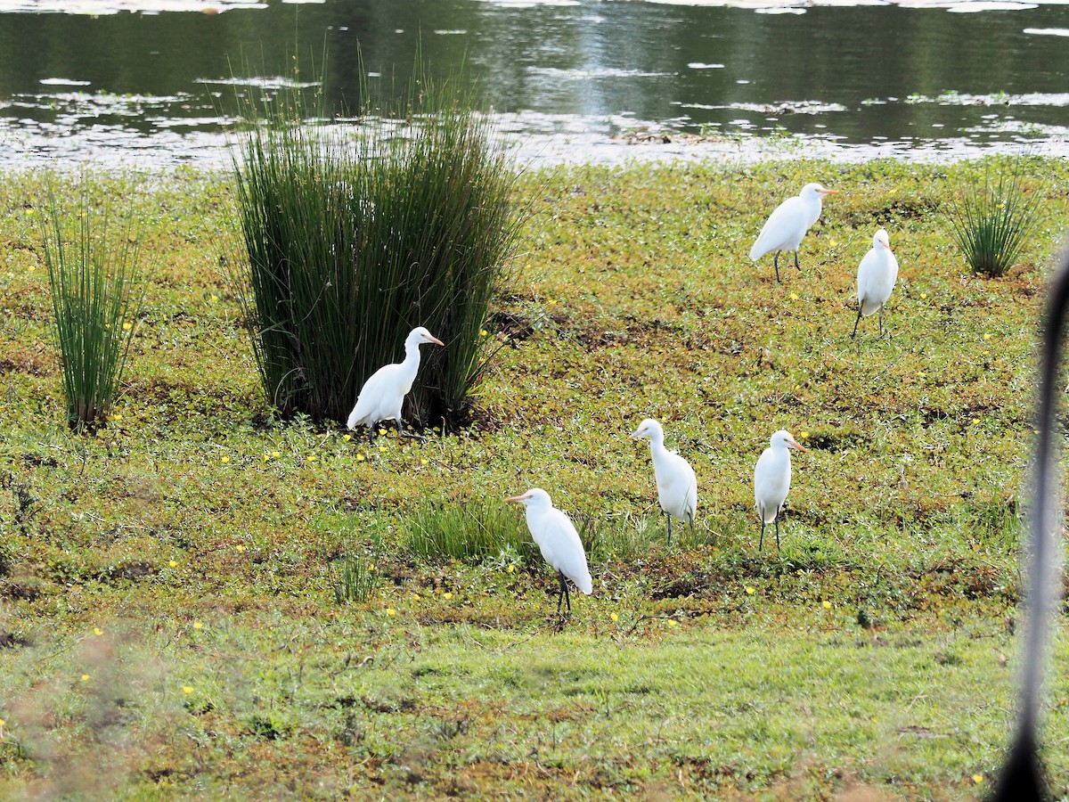 Eastern Cattle-Egret - ML190562411