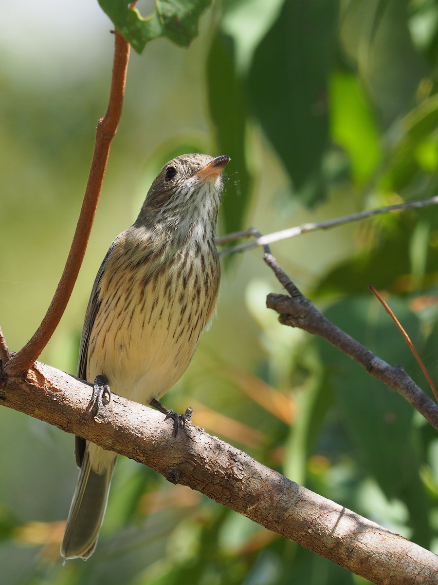 Rufous Whistler - ML190563061