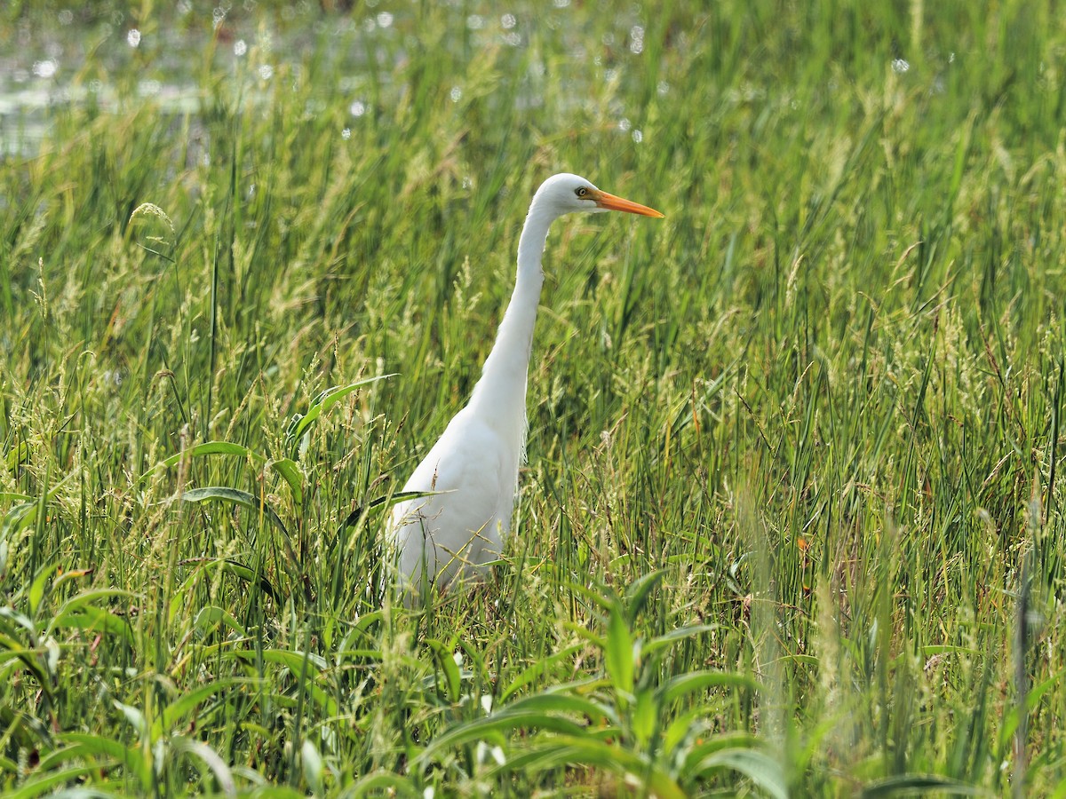 Plumed Egret - ML190564061