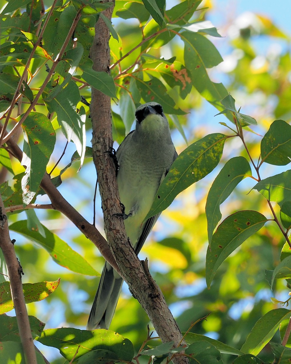White-bellied Cuckooshrike - ML190564651