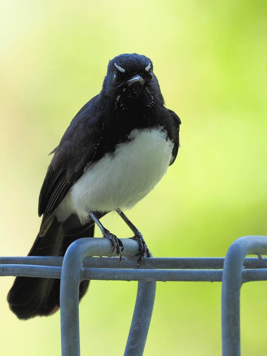 Willie-wagtail - ML190565061