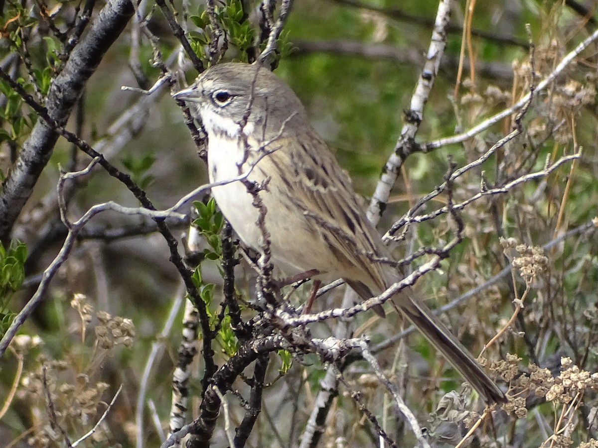 Sagebrush Sparrow - ML190566311