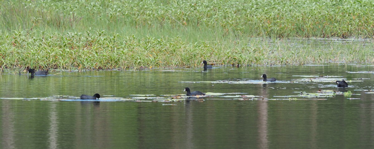 Eurasian Coot - ML190567241