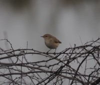 Mosquitero Común - ML190567471