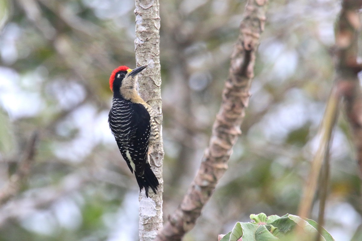 Black-cheeked Woodpecker - ML190568611