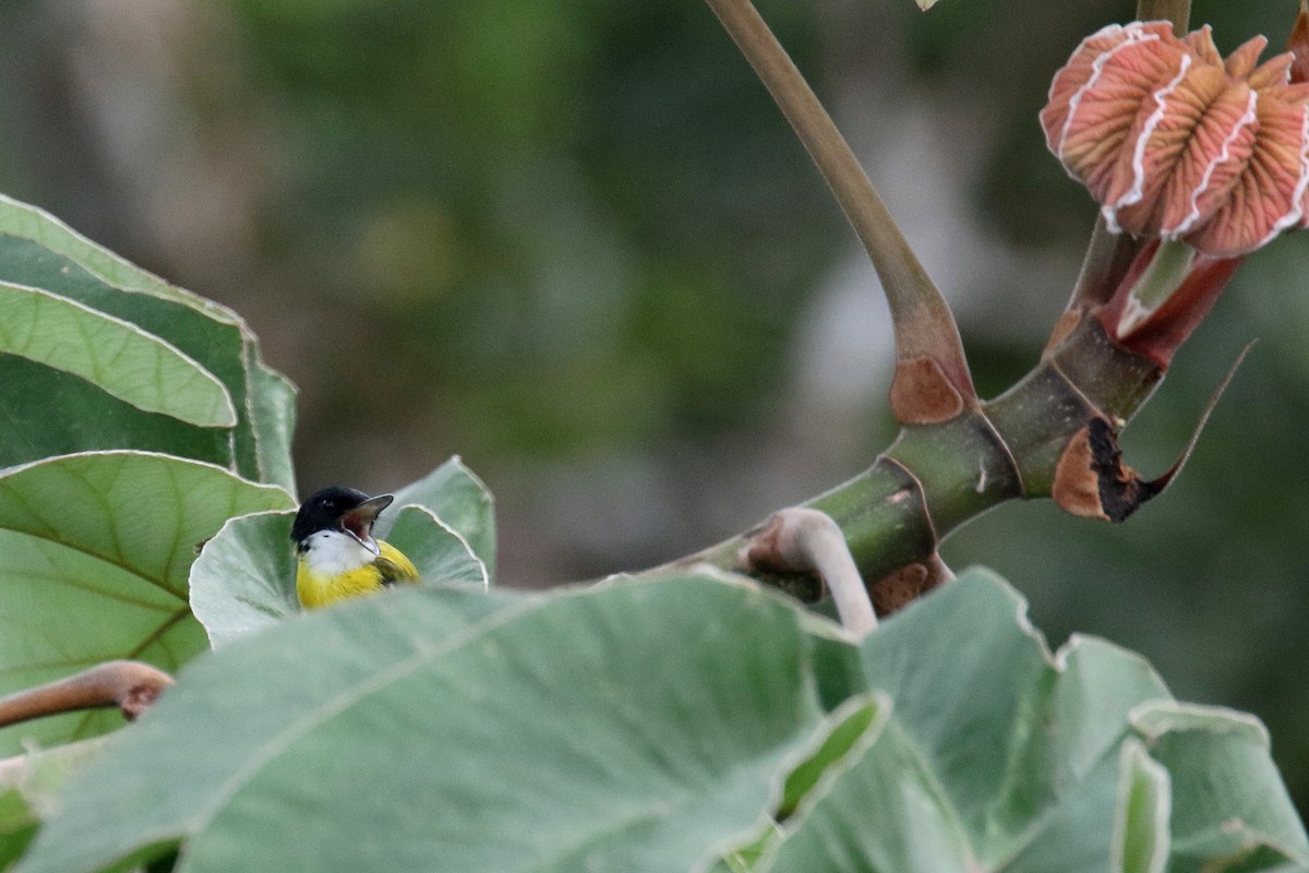 Black-headed Tody-Flycatcher - ML190568731