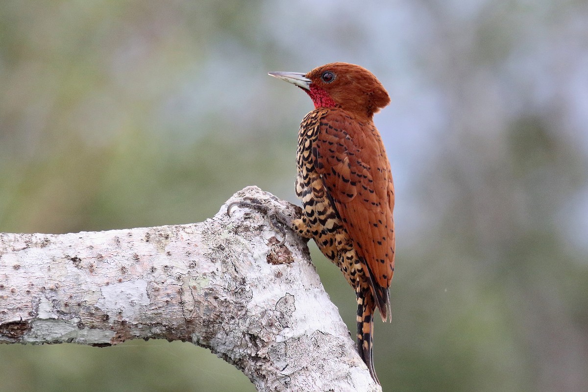 Cinnamon Woodpecker - Stephen Gast