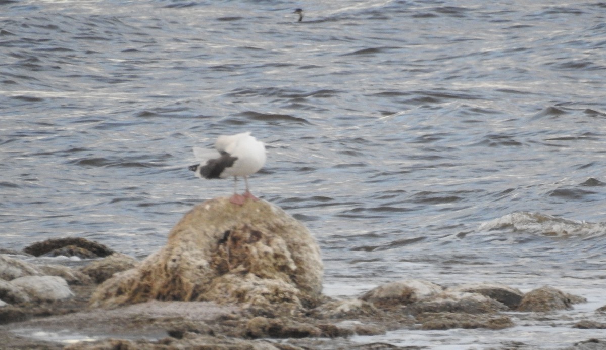 Goéland d'Audubon - ML190569401