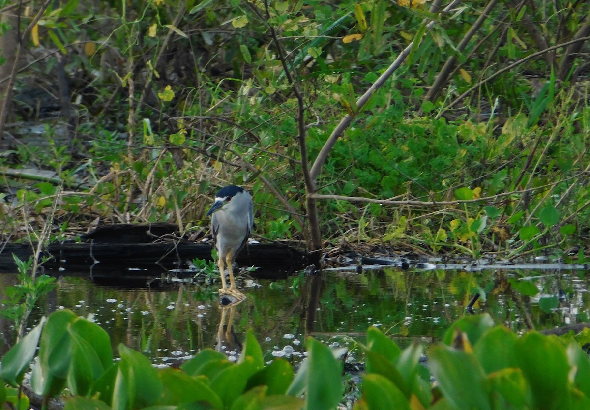 Black-crowned Night Heron - ML190569581