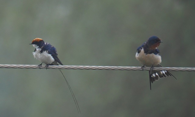 Golondrina Común - ML190569701