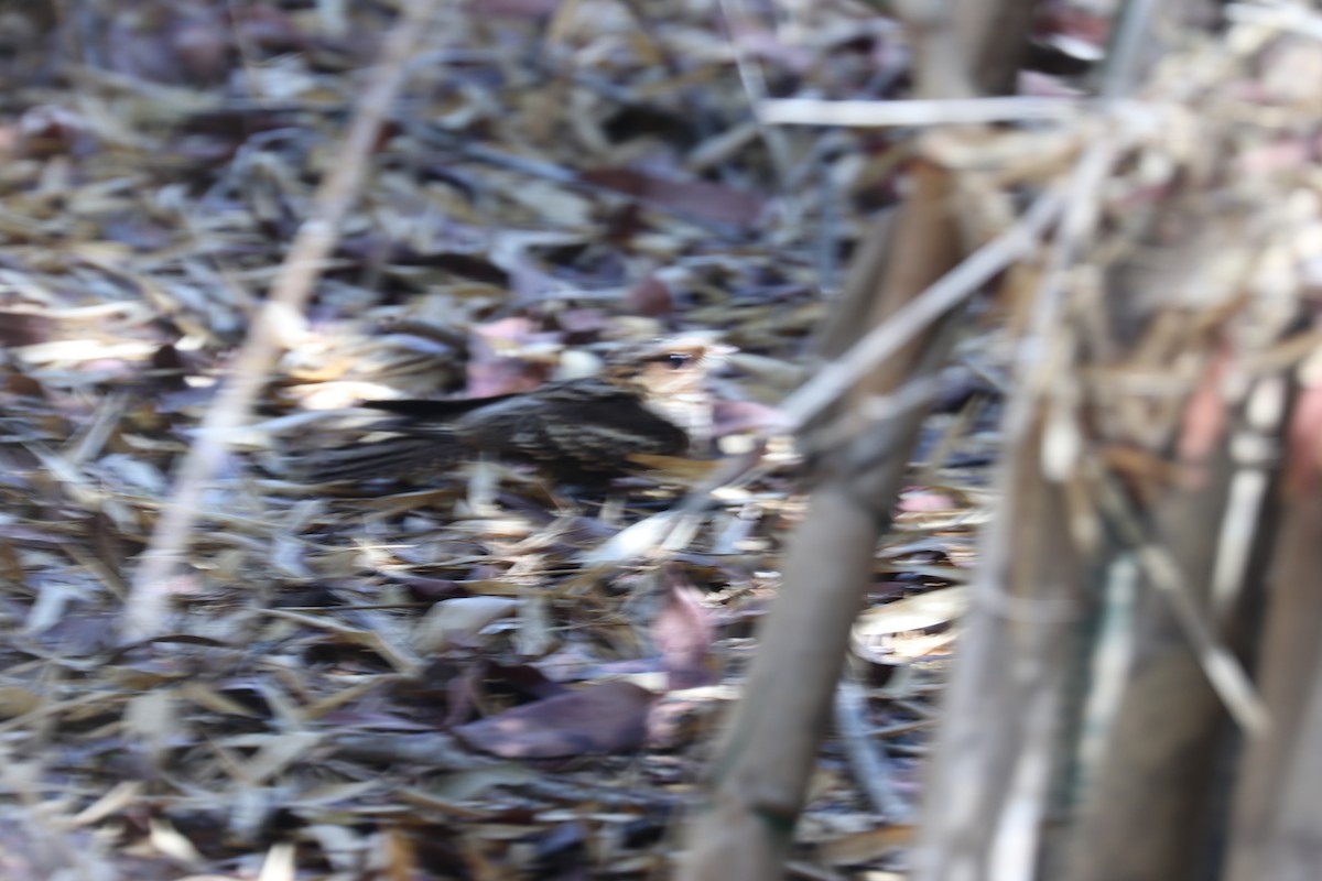 Large-tailed Nightjar - ML190572381